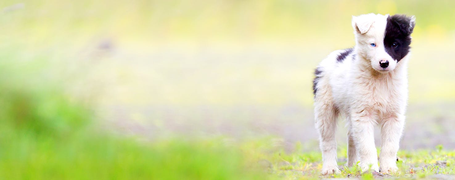 Dog Names Meaning Heart Popular Male and Female Names Wag!